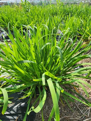 약초원 김종군님의 작성글 사진