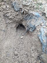 팜모닝 마늘·병해충상담 게시글 이미지