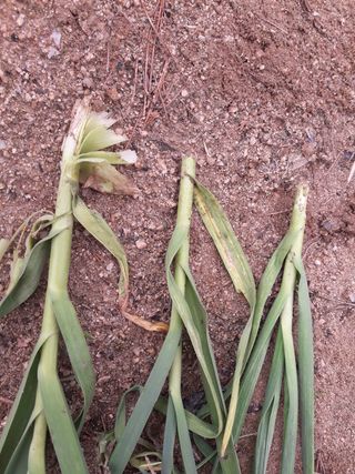 omany님의 마늘 · 병해충상담 작성글 사진