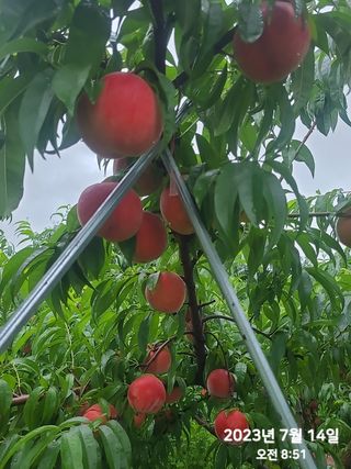 동우농장(김대욱)님의 그동안 생산한 농작물은? · 참여글 작성글 사진