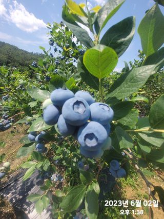 동우농장(김대욱)님의 그동안 생산한 농작물은? · 참여글 작성글 사진