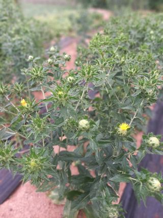 소박한님의 그동안 생산한 농작물은? · 참여글 작성글 사진