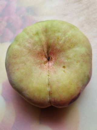 풍요님의 사과 · 묘목•접목 작성글 사진