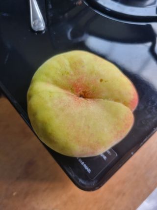 풍요님의 사과 · 묘목•접목 작성글 사진