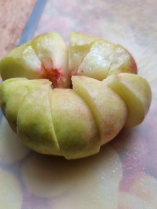 풍요님의 사과 · 묘목•접목 작성글 사진