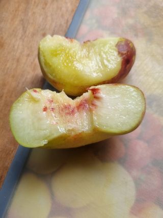 풍요님의 사과 · 묘목•접목 작성글 사진