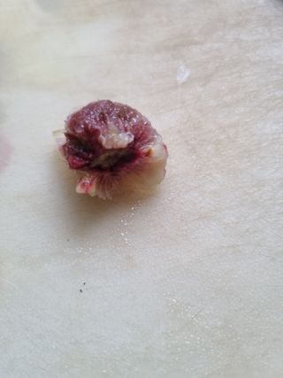 풍요님의 사과 · 묘목•접목 작성글 사진