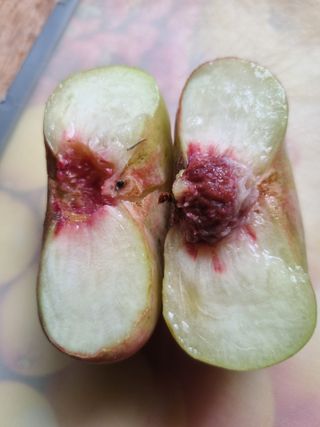 풍요님의 사과 · 묘목•접목 작성글 사진