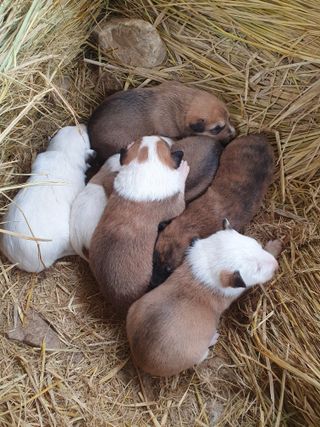 두릅나무17730님의 매실 · 영농일지 작성글 사진