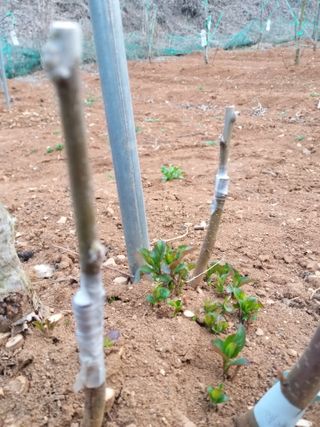 풍요님의 사과 · 묘목•접목 작성글 사진