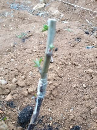 풍요님의 사과 · 묘목•접목 작성글 사진