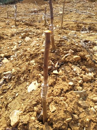 풍요님의 사과 · 묘목•접목 작성글 사진