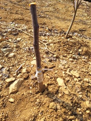 풍요님의 사과 · 묘목•접목 작성글 사진