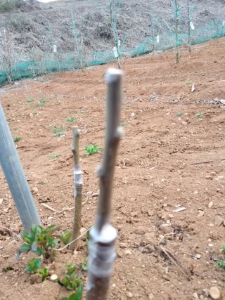 풍요님의 사과 · 묘목•접목 작성글 사진