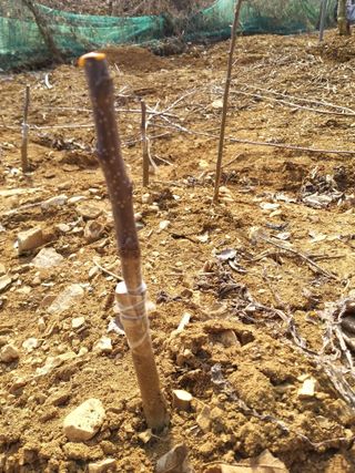 풍요님의 사과 · 묘목•접목 작성글 사진