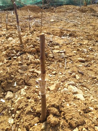 풍요님의 사과 · 묘목•접목 작성글 사진