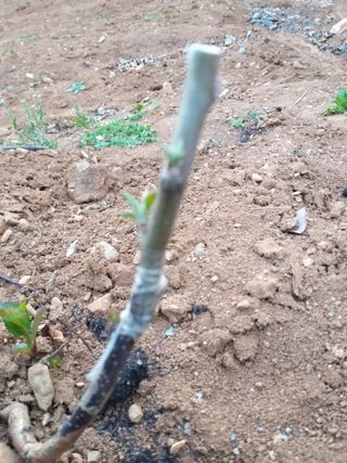 풍요님의 사과 · 묘목•접목 작성글 사진