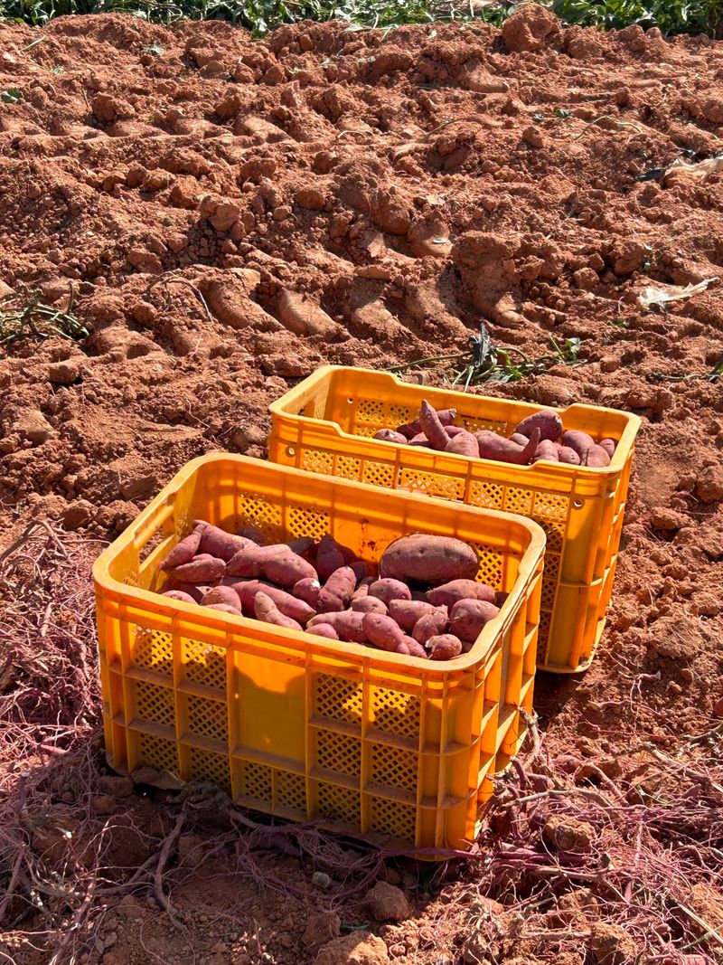 이영민님의 장터 판매 상품 [무안 황토 꿀 고구마 상중 5kg] 첨부 사진