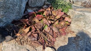 푸른꿈님의 자유주제 · 자유게시판 작성글 사진