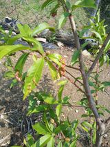 팜모닝 복숭아·병해충상담 게시글 이미지