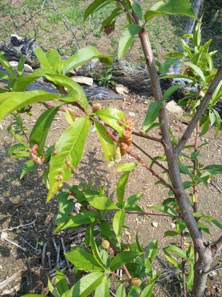 윤경희님의 복숭아 · 병해충상담 작성글 사진