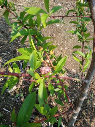 윤경희님의 복숭아 · 병해충상담 작성글 사진