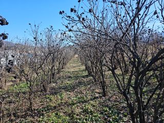 춘천바람개비님의 작성글 사진