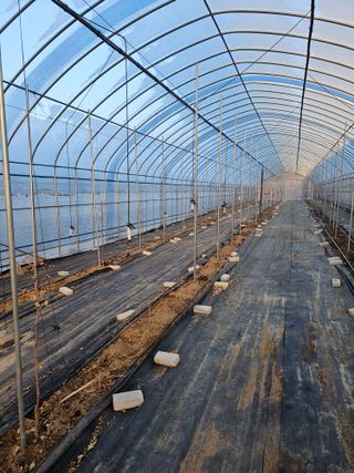 춘천바람개비님의 기타작물 · 영농일지 작성글 사진