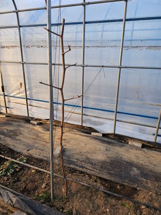 춘천바람개비님의 기타작물 · 영농일지 작성글 사진