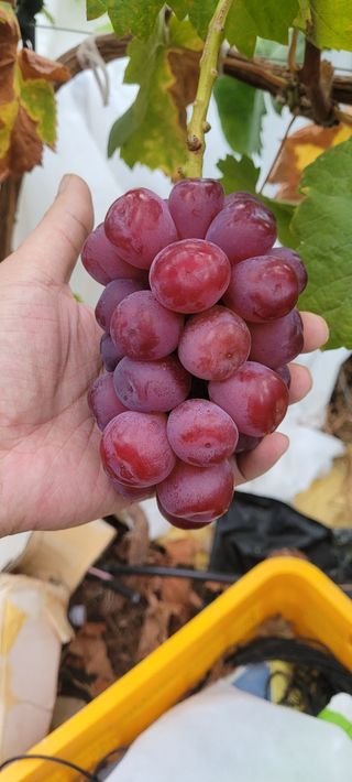 안정해님의 그동안 생산한 농작물은? · 참여글 작성글 사진