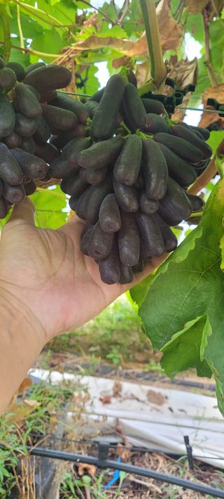 안정해님의 그동안 생산한 농작물은? · 참여글 작성글 사진