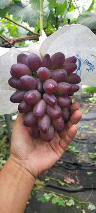 안정해님의 그동안 생산한 농작물은? · 참여글 작성글 사진