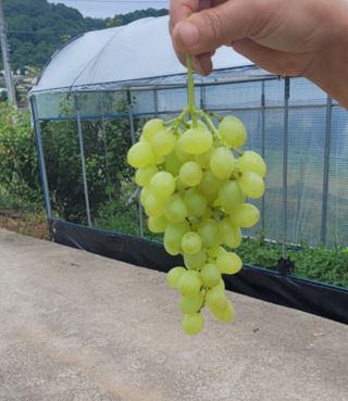 안정해님의 그동안 생산한 농작물은? · 참여글 작성글 사진