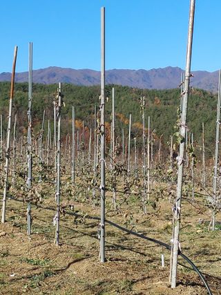 숲속의사나이님의 그동안 생산한 농작물은? · 참여글 작성글 사진