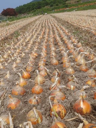 숲속의사나이님의 그동안 생산한 농작물은? · 참여글 작성글 사진