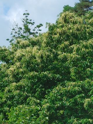 숲속의사나이님의 그동안 생산한 농작물은? · 참여글 작성글 사진