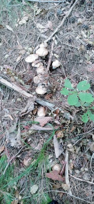 숲속의사나이님의 그동안 생산한 농작물은? · 참여글 작성글 사진