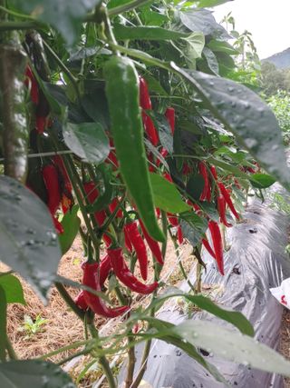 숲속의사나이님의 그동안 생산한 농작물은? · 참여글 작성글 사진