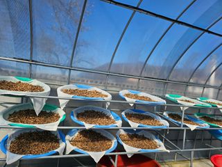 흑도라지흑청 정현숙님의 기타작물 · 영농일지 작성글 사진