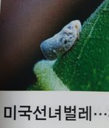 팜모닝 기타작물·병해충상담 게시글 이미지