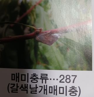 황덕순 님의 기타작물 · 병해충상담 작성글 사진