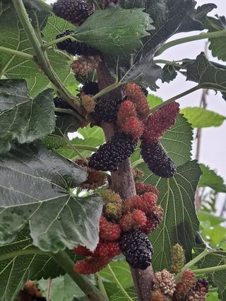 대청농장님의 그동안 생산한 농작물은? · 참여글 작성글 사진