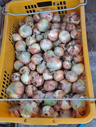 대청농장님의 그동안 생산한 농작물은? · 참여글 작성글 사진