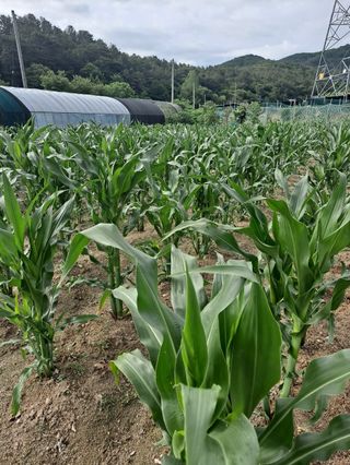 대청농장님의 그동안 생산한 농작물은? · 참여글 작성글 사진