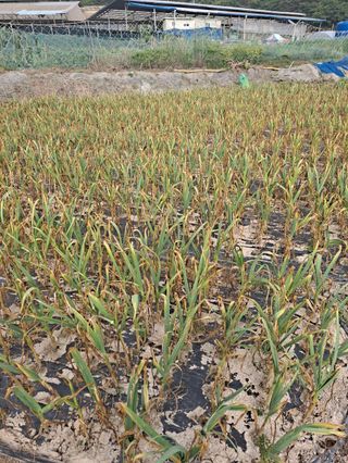 대청농장님의 그동안 생산한 농작물은? · 참여글 작성글 사진