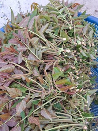 대청농장님의 그동안 생산한 농작물은? · 참여글 작성글 사진