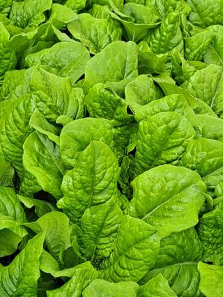 대청농장님의 그동안 생산한 농작물은? · 참여글 작성글 사진