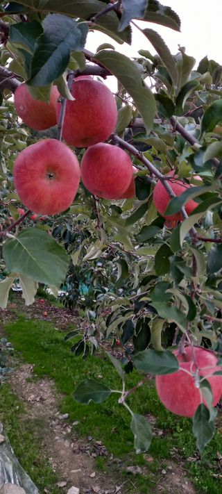 강성분님의 그동안 생산한 농작물은? · 참여글 작성글 사진