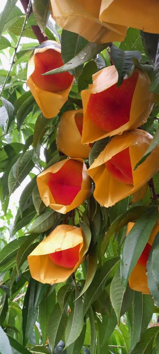 강성분님의 그동안 생산한 농작물은? · 참여글 작성글 사진