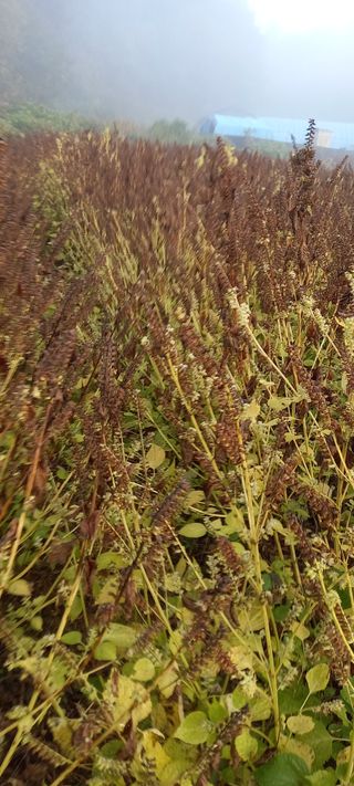 강성분님의 그동안 생산한 농작물은? · 참여글 작성글 사진